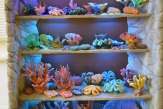 Кораллы , рифы , гроты , укрытия для рыб